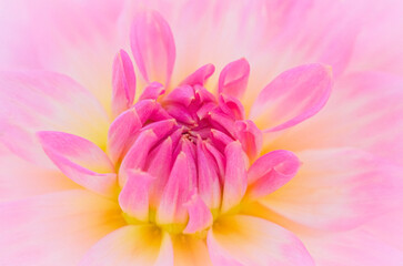 A close-up of a pink dahlia reveals its soft, layered petals gently curling around a warm yellow center.Blurred for background.