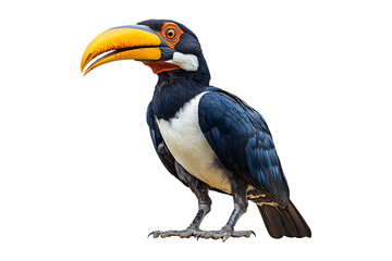 Fototapeta premium hornbill isolated on transparent background.