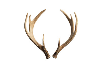 Fototapeta premium Large antler isolated on transparent background.
