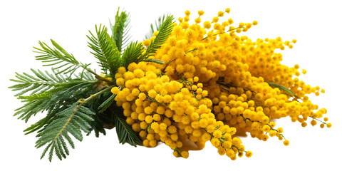 A bouquet of mimosa flowers on a white background PNG