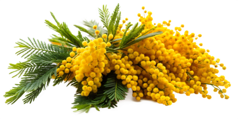 A bouquet of mimosa flowers on a white background PNG
