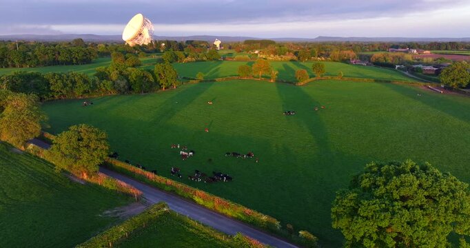 Landscape aerial video of cows grazing on the green fields of Goostrey at Sunset - United Kingdom. 