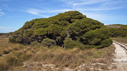 Giant tree at the railway to Oliver Hill on Rottnest Island at Fremantle, Perth, Western Australia, Australia

