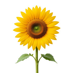 Obraz premium Radiant Sunflower Blossom Isolated on White Background, a Symbol of Summer