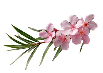 Close up of a branch of a pink nerium oleander with leaves. Transparent background. 