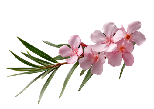Close up of a branch of a pink nerium oleander with leaves. Transparent background. 