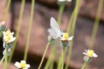 Catochrysops strabo sitting on the flower. The forget me not is a small butterfly found in Asia that belongs to the lycaenidae aur blues family. Tridax procumbens flower. 