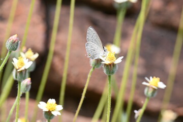 Catochrysops strabo sitting on the flower. The forget me not is a small butterfly found in Asia that belongs to the lycaenidae aur blues family. Tridax procumbens flower. 