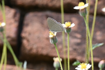 Catochrysops strabo sitting on the flower. The forget me not is a small butterfly found in Asia that belongs to the lycaenidae aur blues family. Tridax procumbens flower. 