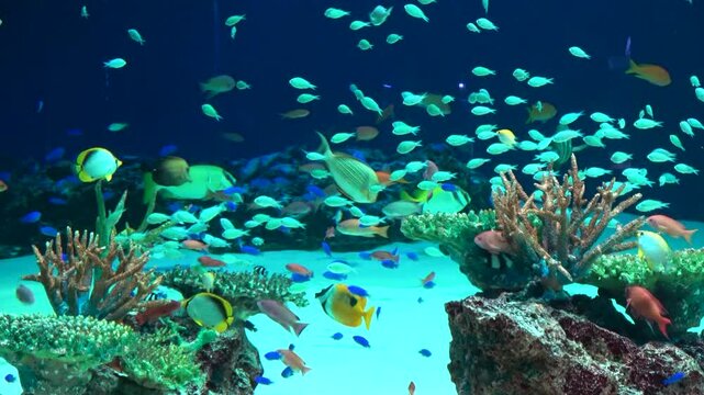 The Zebra Shark and many tropical fish swimming underwater by coral reef. Close up shot of Stegostoma Fasciatum. 4K