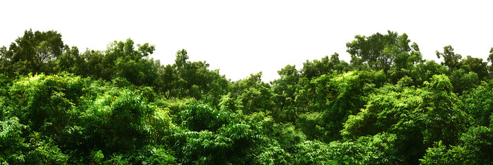 Lush green forest canopy with dense foliage on transparent background