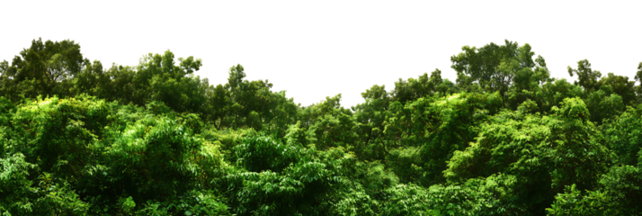 Lush green forest canopy with dense foliage on transparent background