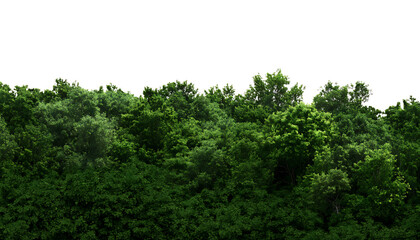 Lush green forest edge isolated on transparent background png cutout