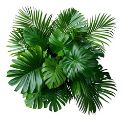 Lush tropical foliage composition featuring monstera and palm leaves on transparent background