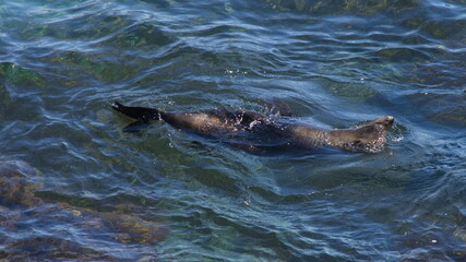 Obraz premium Seal at Cathedral Rocks on Rottnest Island at Fremantle, Perth, Western Australia, Australia 