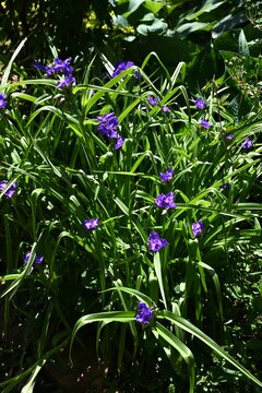 Tradescantia virginiana (Virginia spiderwort) flowers. Commelinaceae perennial plants. Three-petal purple flowers bloom from June to September.