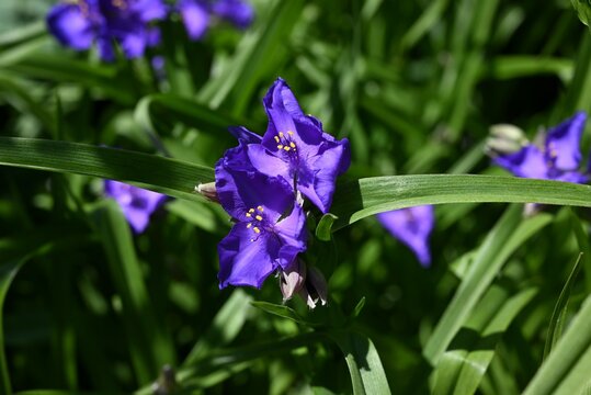 Tradescantia virginiana (Virginia spiderwort) flowers. Commelinaceae perennial plants. Three-petal purple flowers bloom from June to September.