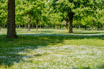 Obraz premium Spring flowers meadow in a grove with flowering chestnut trees