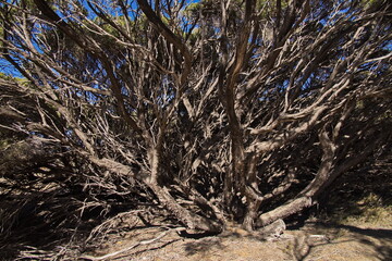 Old tree at Parker Point on Rottnest Island at Fremantle, Perth, Western Australia, Australia
