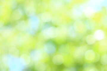 山桜の若葉のアウトフォーカス