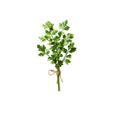 Fresh Parsley Sprig Tied with Twine, Isolated on Black