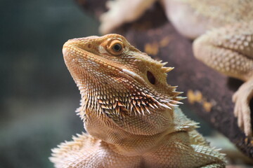 Animal head portrait at the zoo