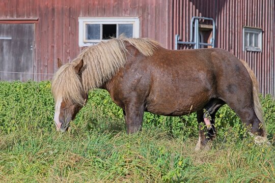 Ardennes coldblood horse in the rare color dark chestnut with blond mane and tail on a farm in Skaraborg Sweden on a sunny day in October