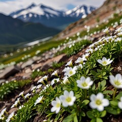 White flowers with green leaves grow at the foot of the mountain.