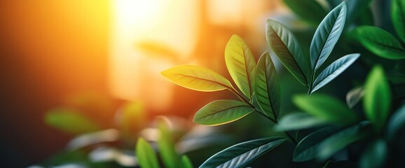 Lush Leaves bathed in Sunlight