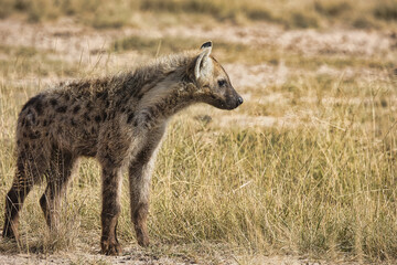 Hyena's beautiful closeup shot during our game drive or full day jeep safari at Amboseli National Park, Kenya