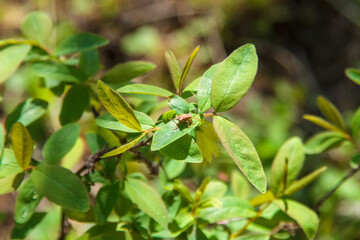 green leaves and berries