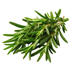 Fototapeta premium Fresh Rosemary Sprig: A Culinary Delight , isolated on white background PNG