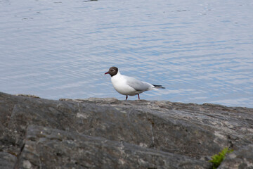 seagull on the beach