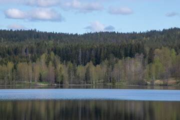 lake and forest