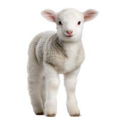 Fototapeta premium Adorable Baby Lamb, a Precious Farm Animal , isolated on white background PNG