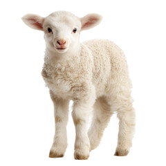 Fototapeta premium Adorable Baby Lamb, Fluffy and Innocent, A Symbol of Pure Nature , isolated on white background PNG