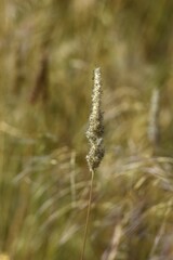 Pflanzen in der namibischen Wildnis