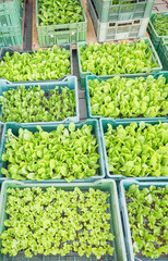 Organic vegetable seedlings in plastic trays.