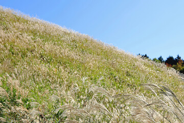 On an autumn day, the mountain slope is covered with silver grass flowers swaying in the wind.
