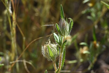 Pflanzen in der namibischen Wildnis