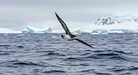 Striking Pintado Petrel Mottled Plumage Black White Seabird Cape Petrel Antarctic Wildlife Portrait