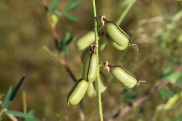 Pflanzen in der namibischen Wildnis