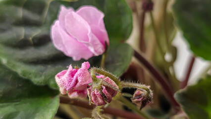 Decorative violets, indoor plants. Room interior decoration. Large flowers.