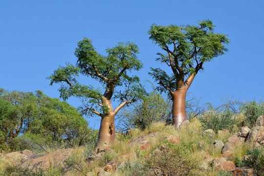 Moringa Baum (Moringa ovalifolia) im Erongogebirge (Namibia)