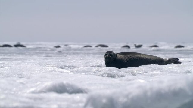 Alone seal looking around and go into the water on floating ice block on Baikal lake in Siberia