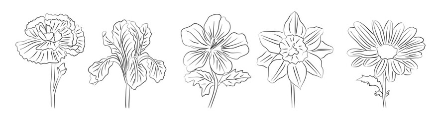 Set of different birth month flowers line art drawings. Carnation, Iris, Viola, Daffodil, daisy outline sketch style vector illustrations isolated on transparent background