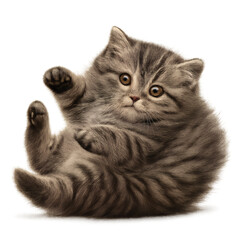 Kitten's Sideways Roll