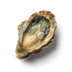 Fresh Oyster Shell Close Up Gourmet Seafood Raw Oyster with Pearl Delicious Ocean Delicacy