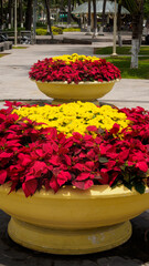 Magnificent flowerbed in the park of yellow chrysanthemum and bright poinsettia leaves (lat. Euphorbia pulcherrima)