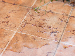 Earthworms, Tubifex Worm on tile floor after rain.